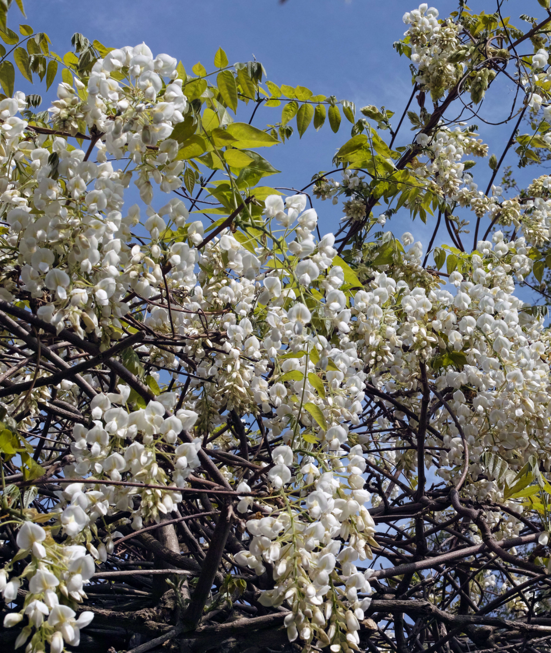 Wisteria floribunda &