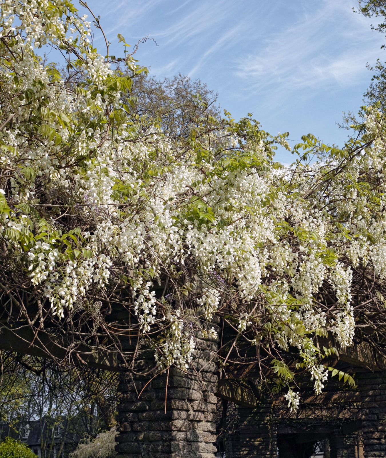 Wisteria floribunda &