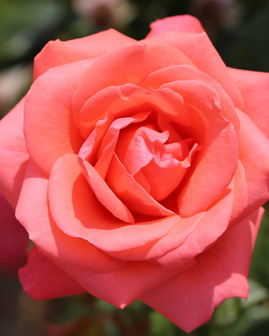 Rosa &