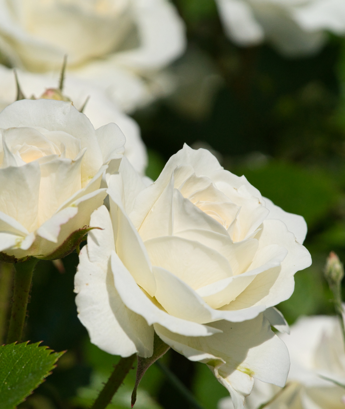 Rose ‘Silver Anniversary’
