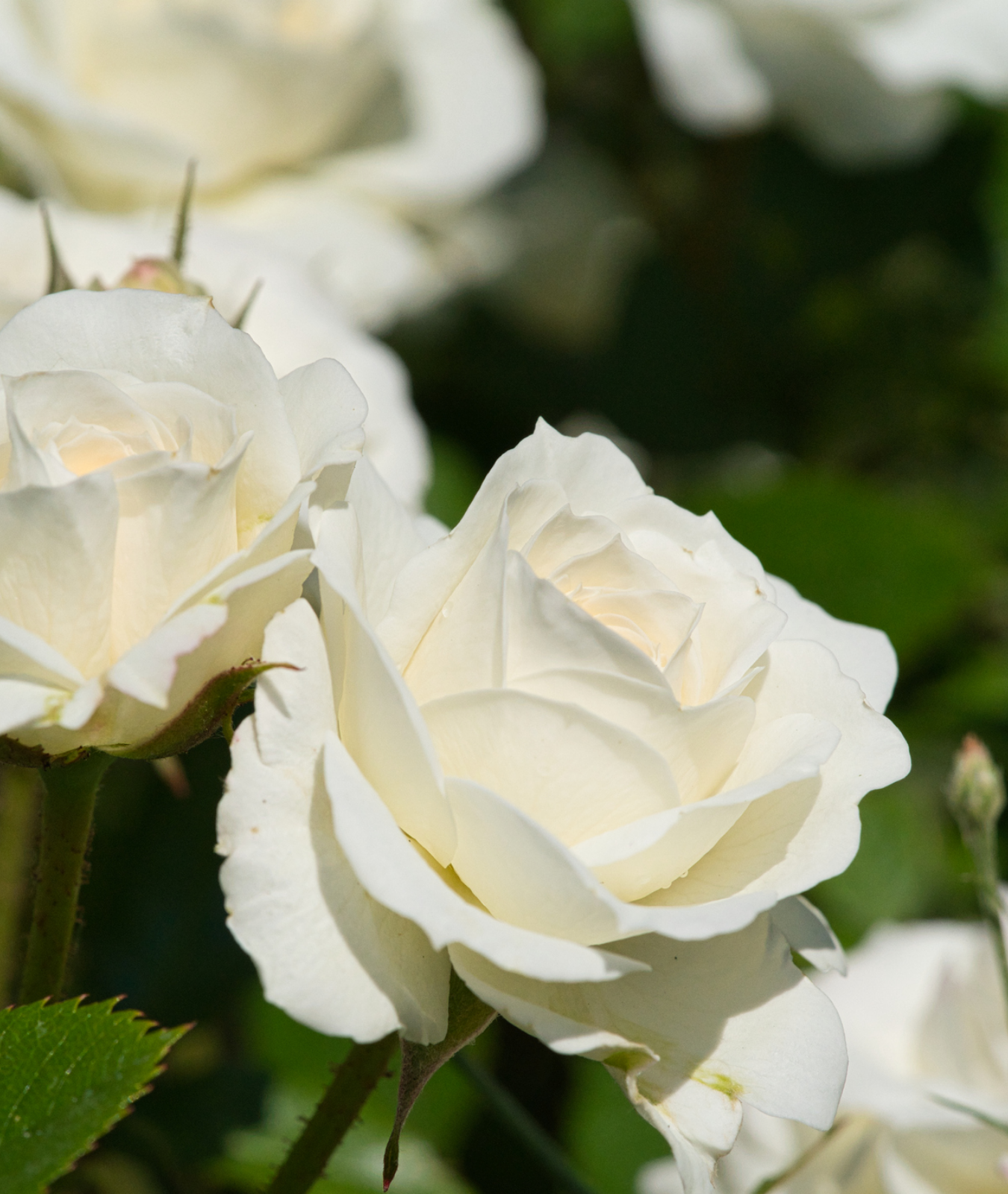 Rose ‘Silver Anniversary’