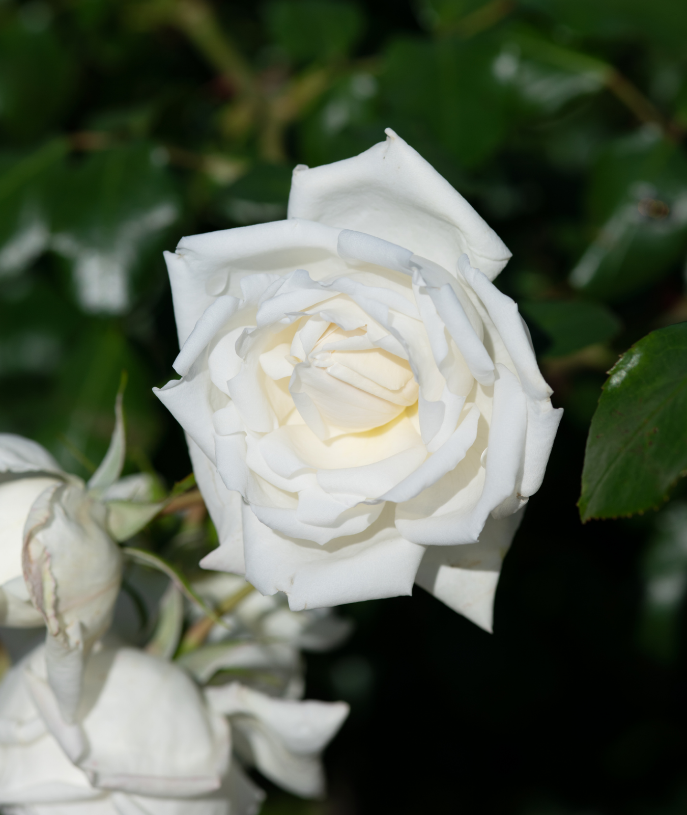 Rose ‘Silver Anniversary’