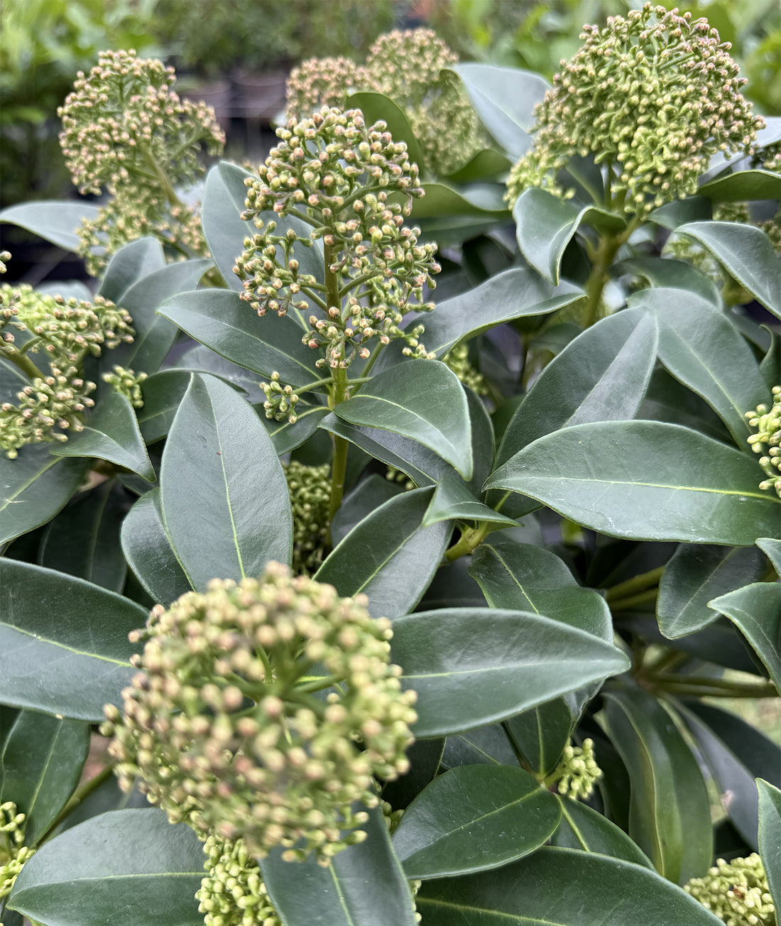 Skimmia japonica &