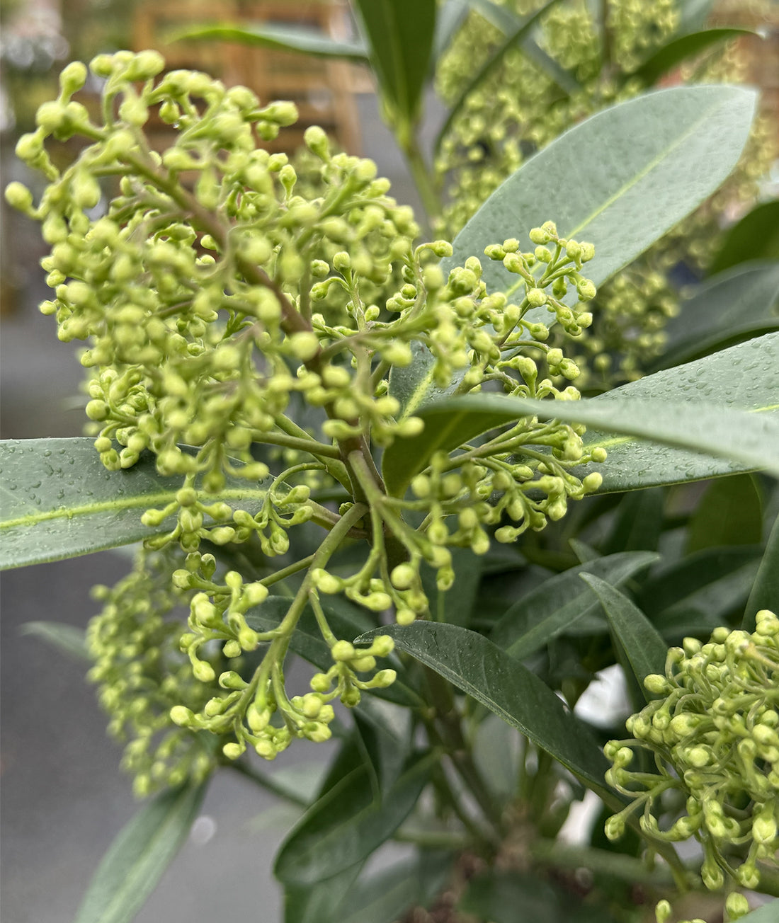 Skimmia japonica &