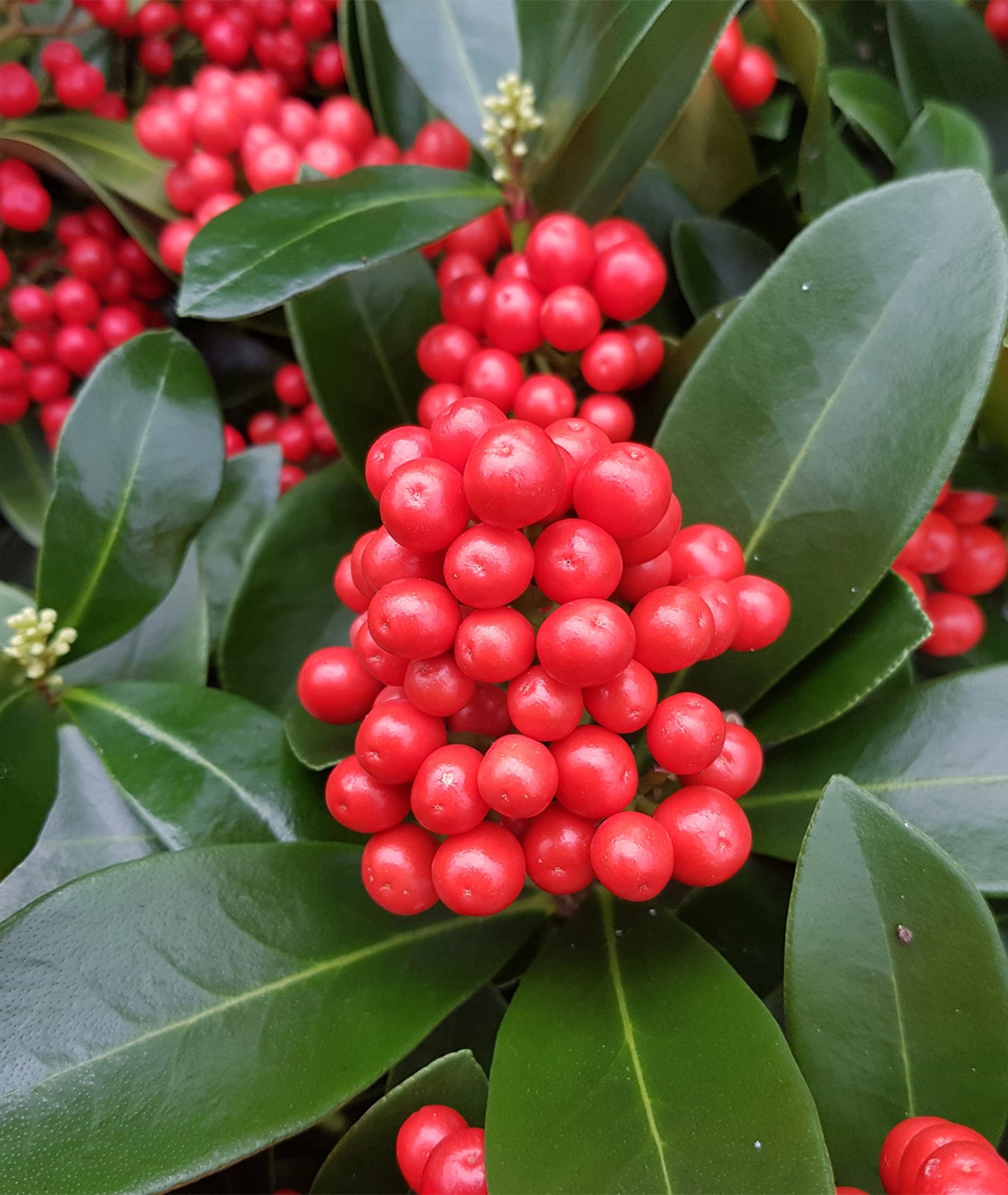 Skimmia japonica &