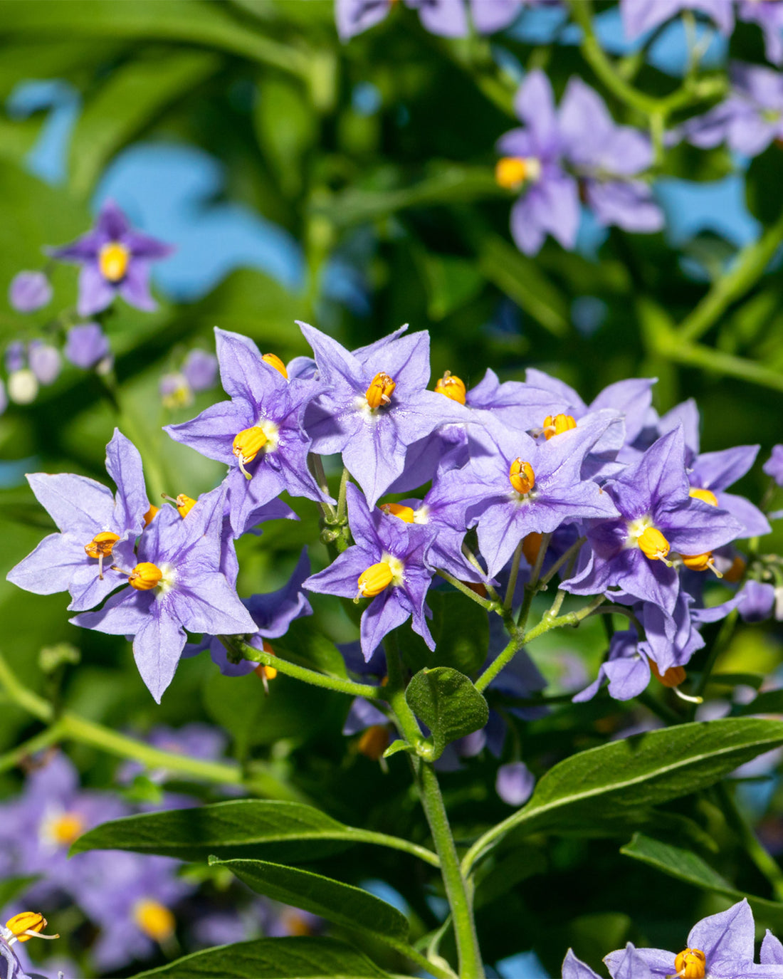 Solanum crispum ‘Glasnevin’