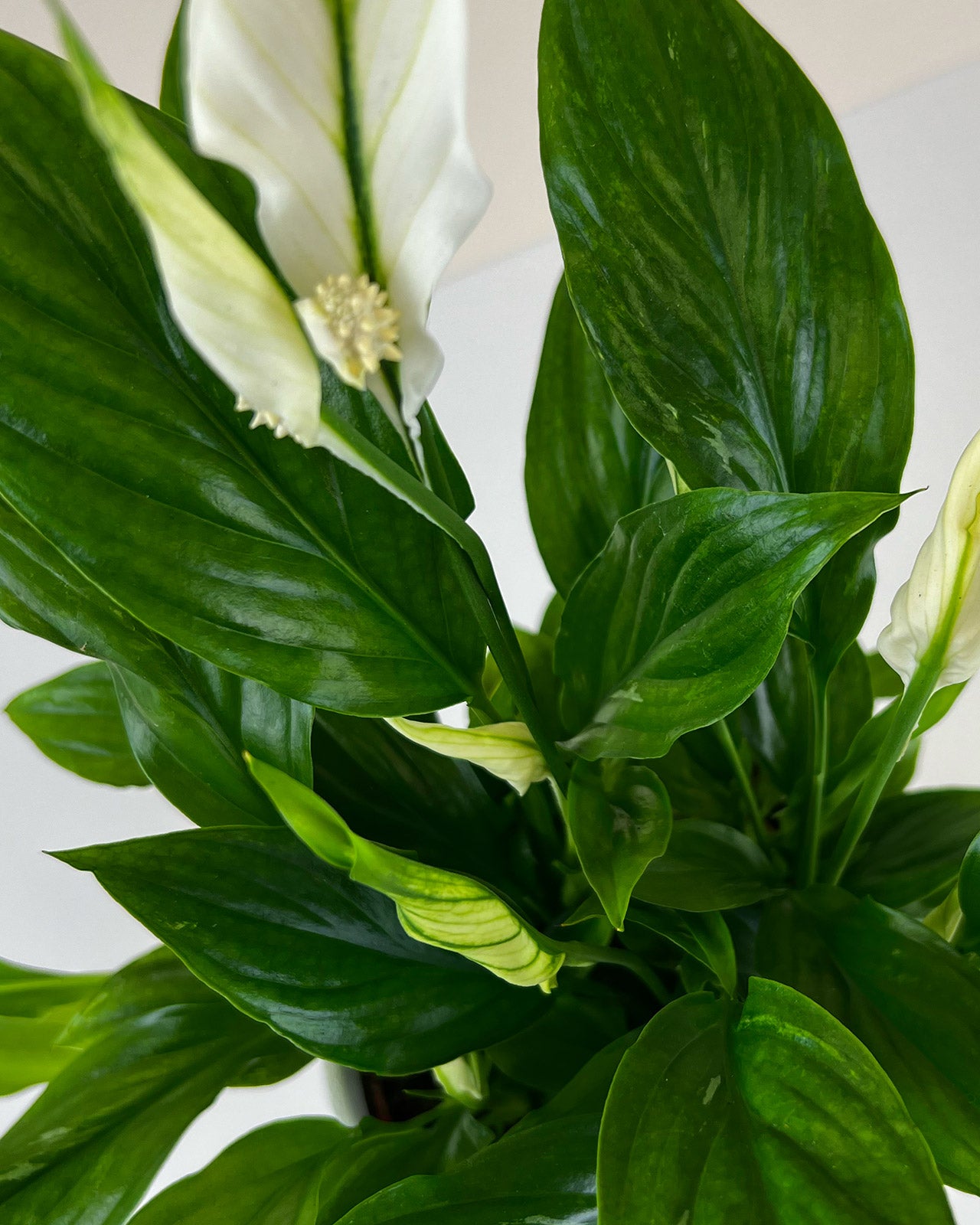 Spathiphyllum &