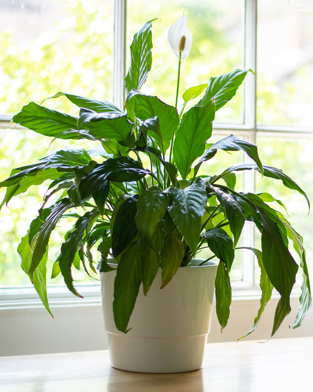 Spathiphyllum &