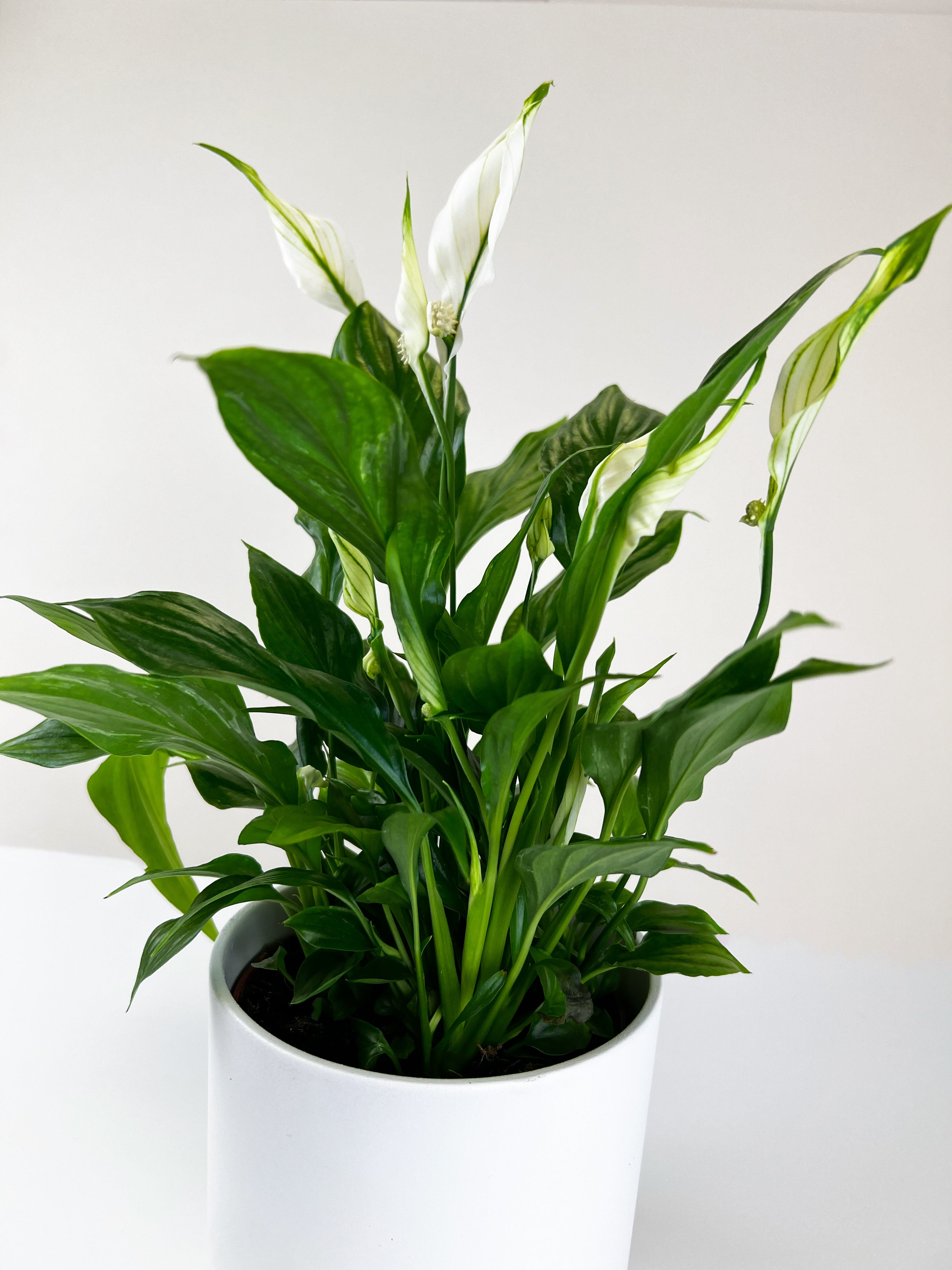 Spathiphyllum &