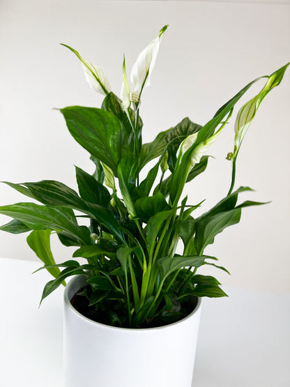Spathiphyllum &