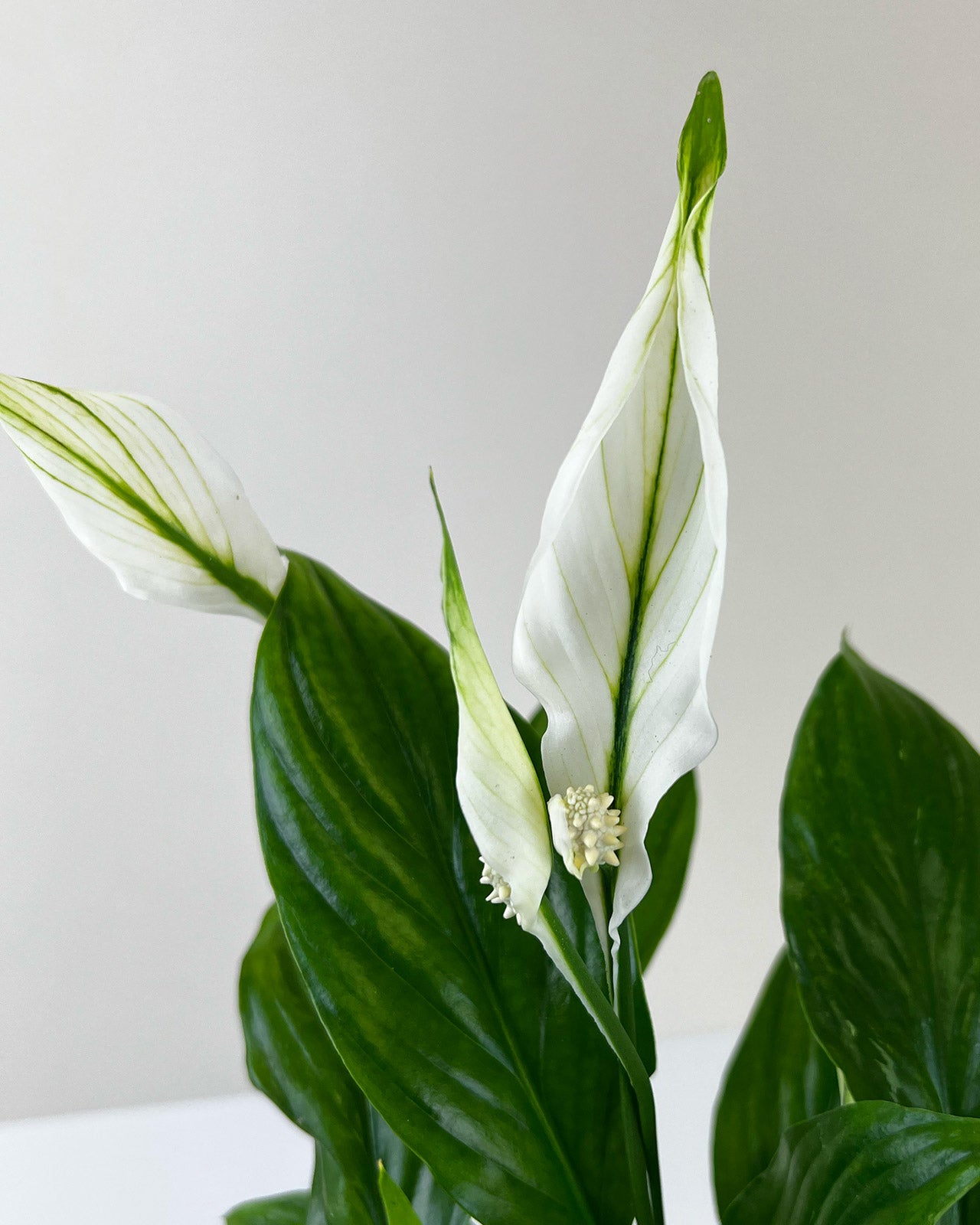 Spathiphyllum &