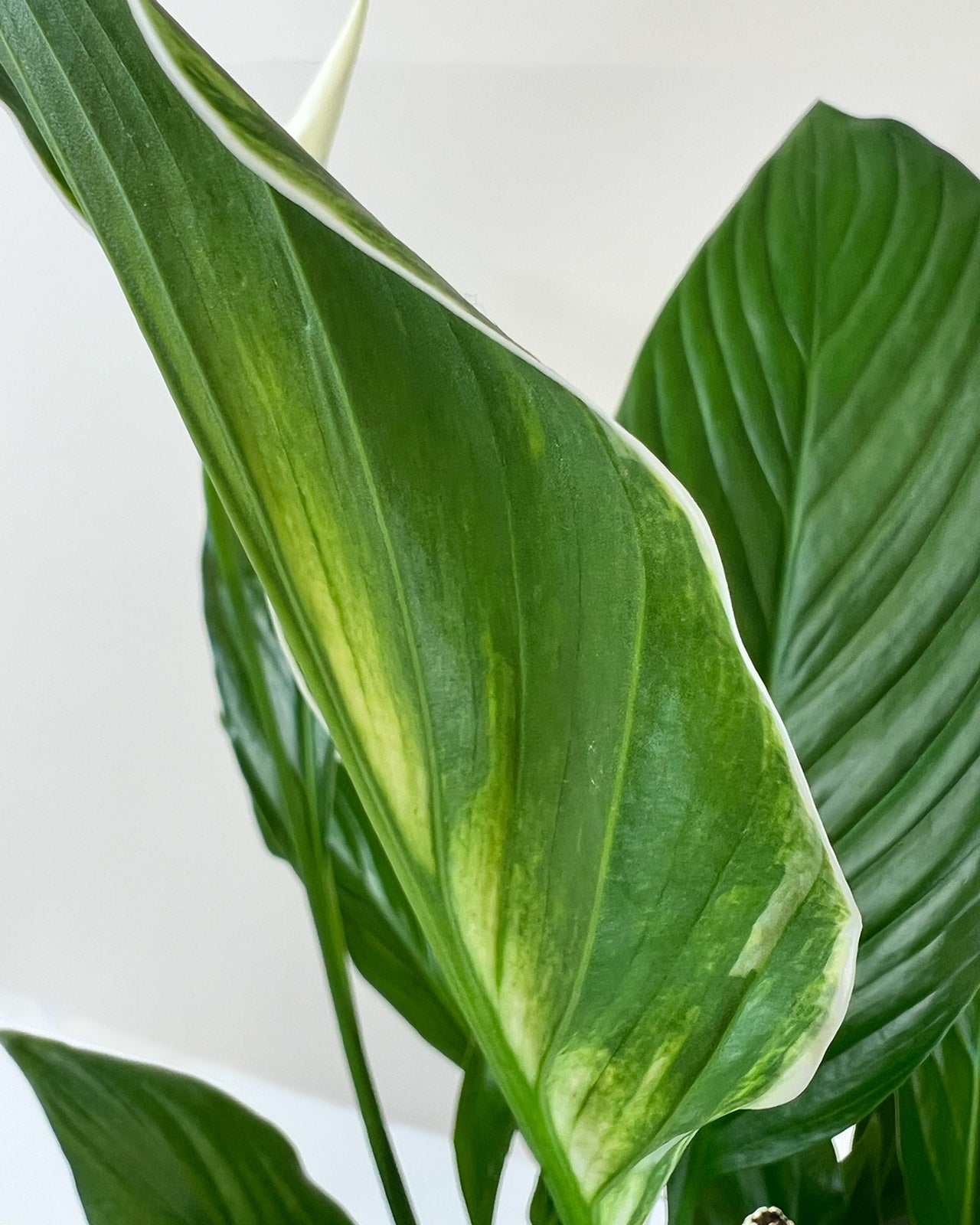 Spathiphyllum &