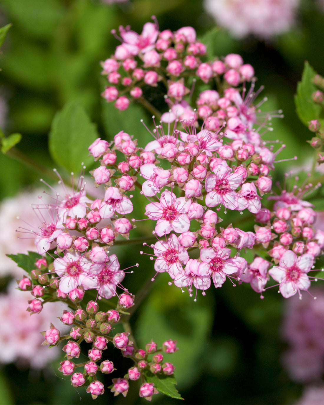 Spiraea japonica &