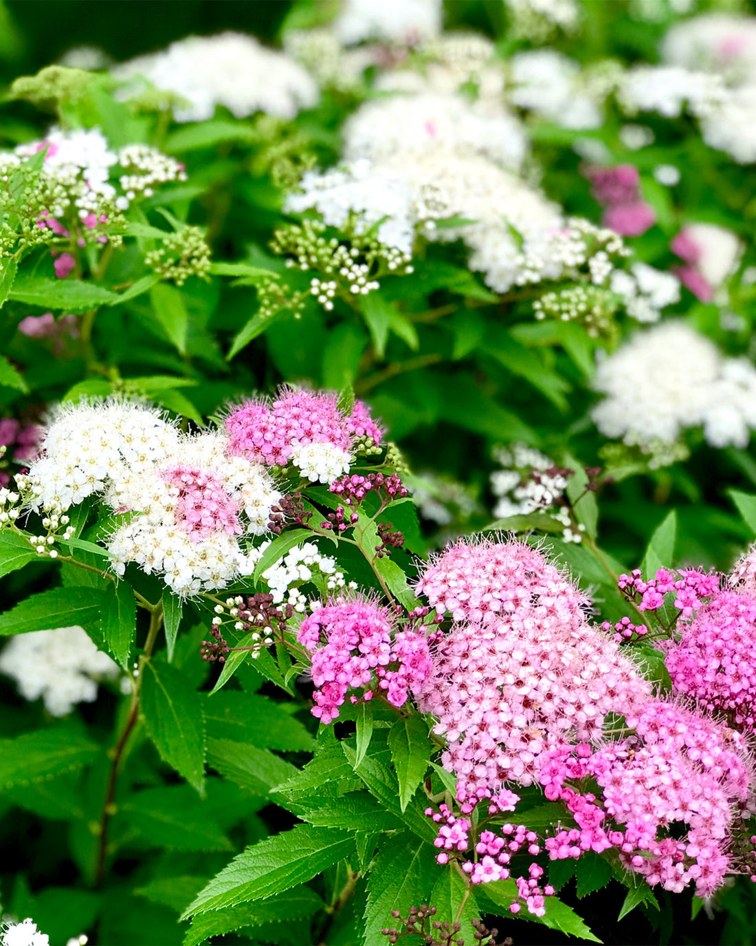 Spiraea japonica &