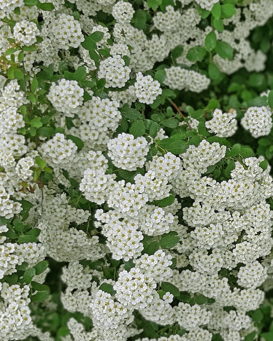 Spiraea nipponica &