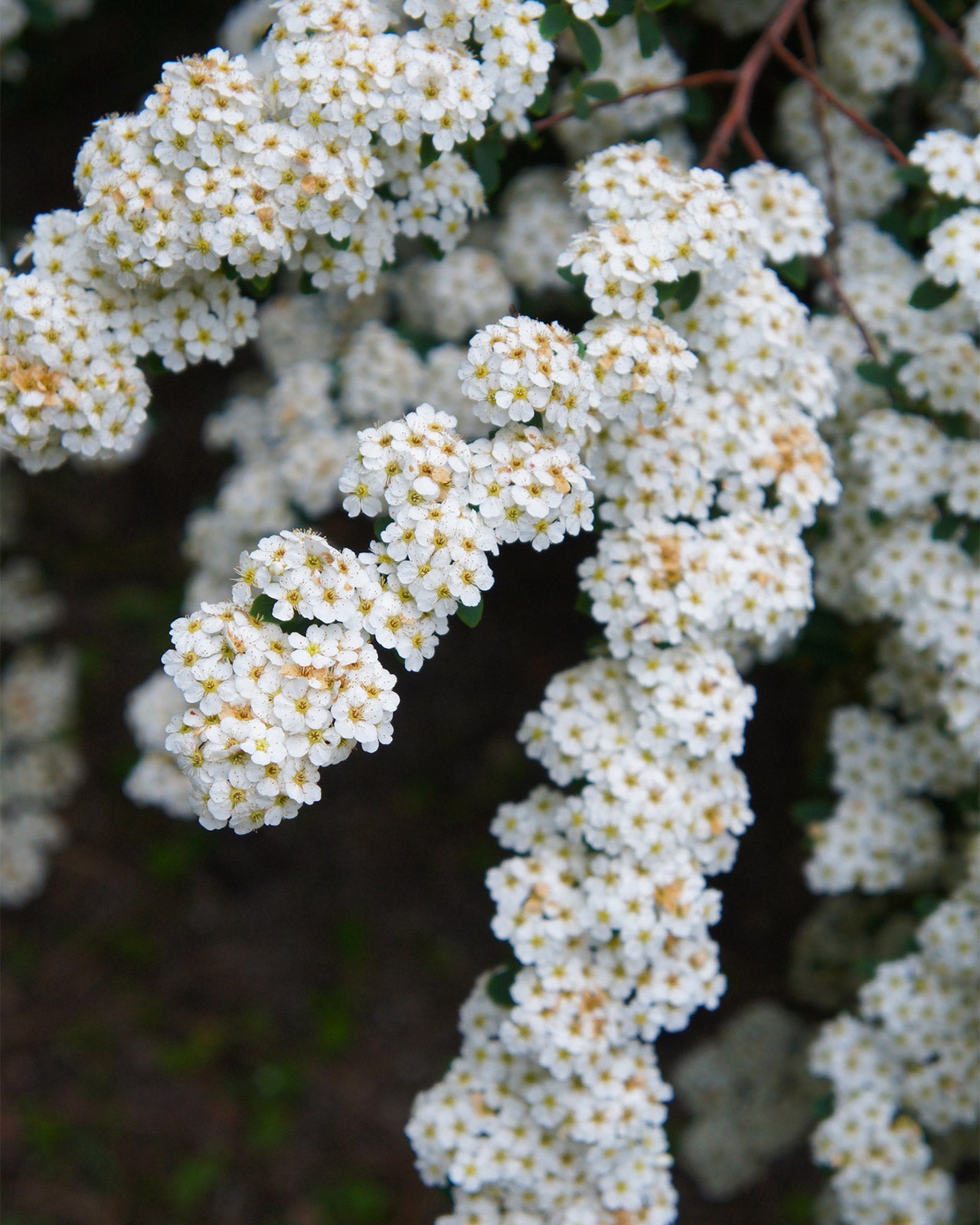 Spiraea nipponica &