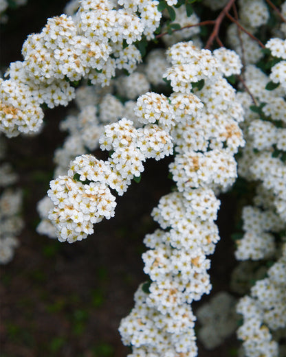 Spiraea nipponica &