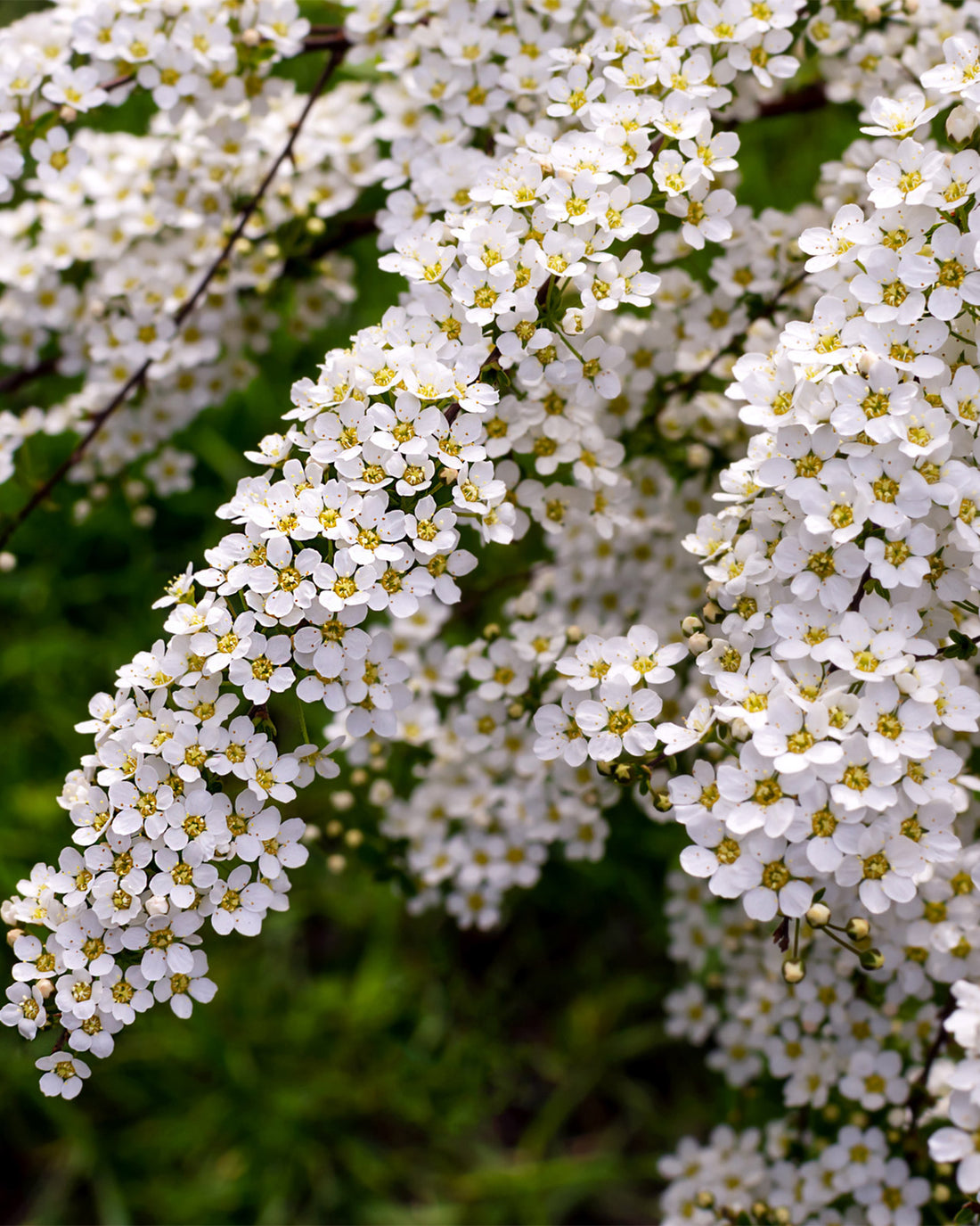 Spiraea nipponica &