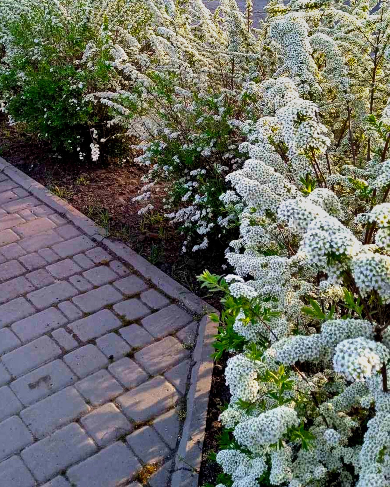 Spiraea nipponica &