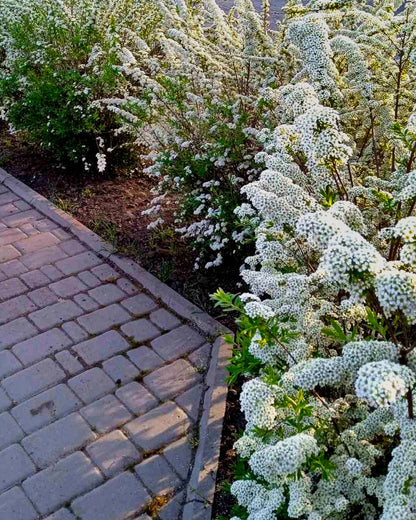 Spiraea nipponica &