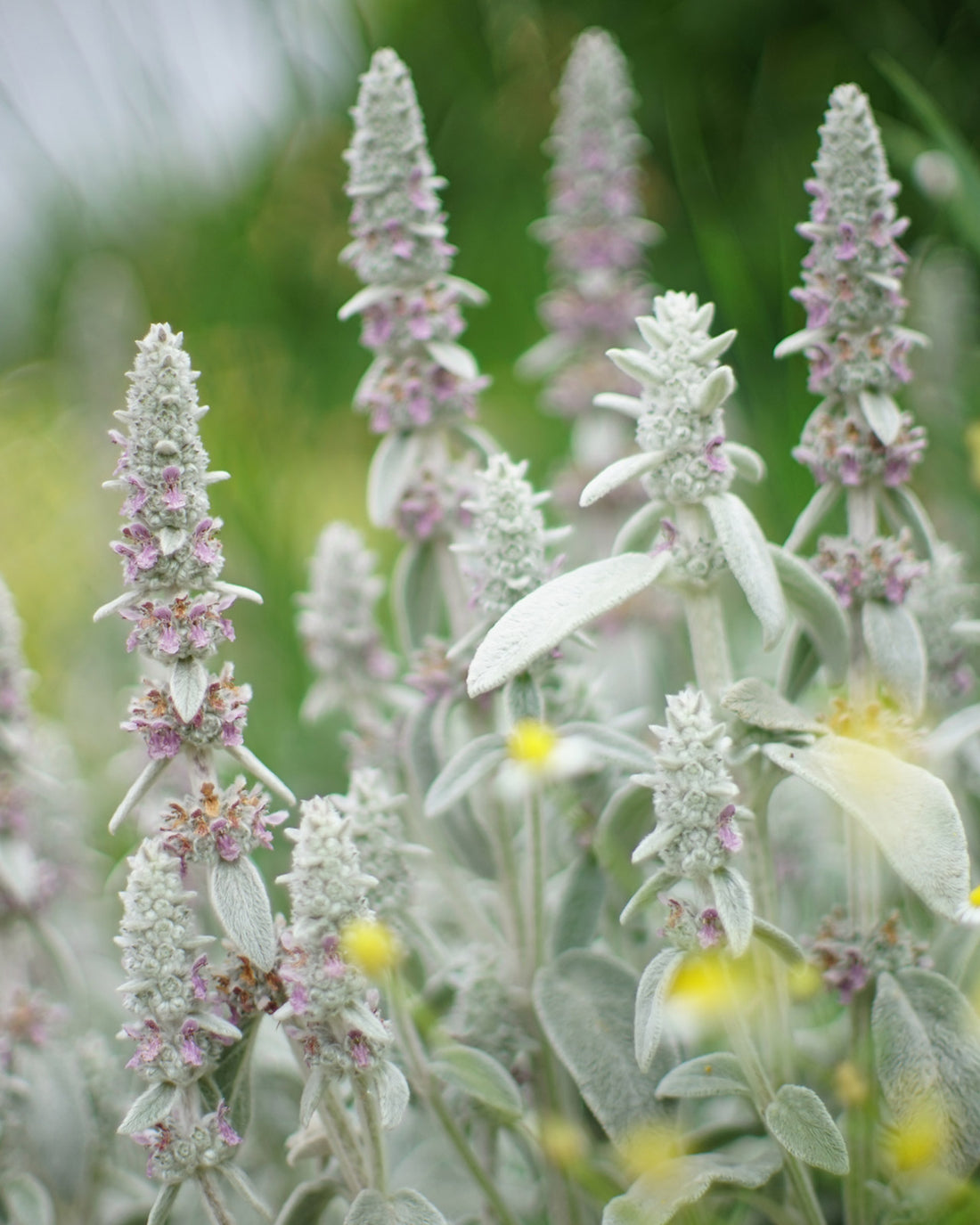 Stachys byzantina &