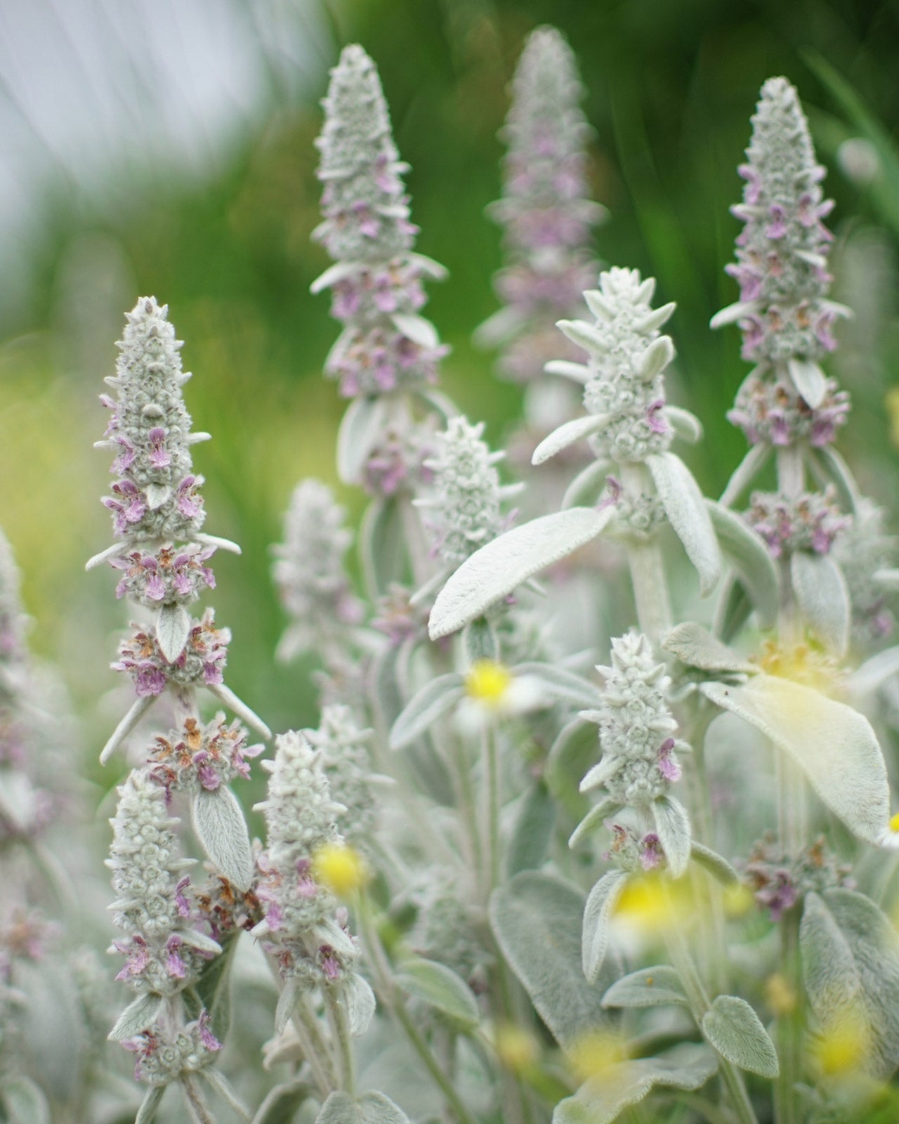 Stachys byzantina &