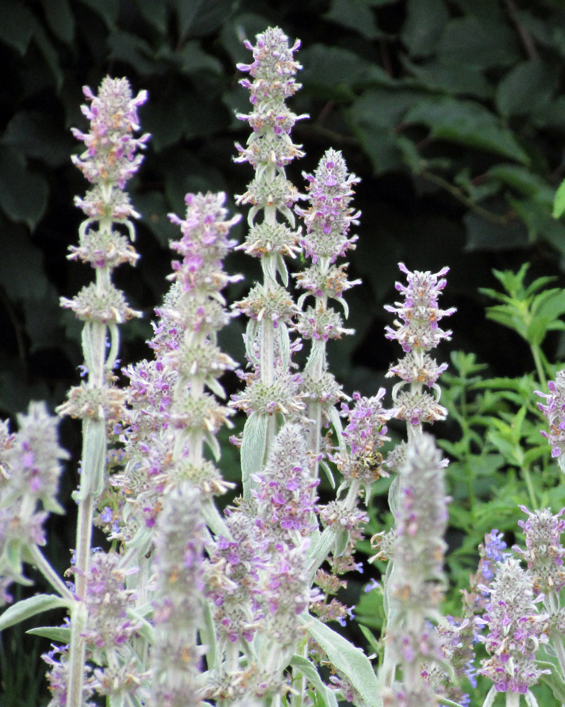 Stachys byzantina &