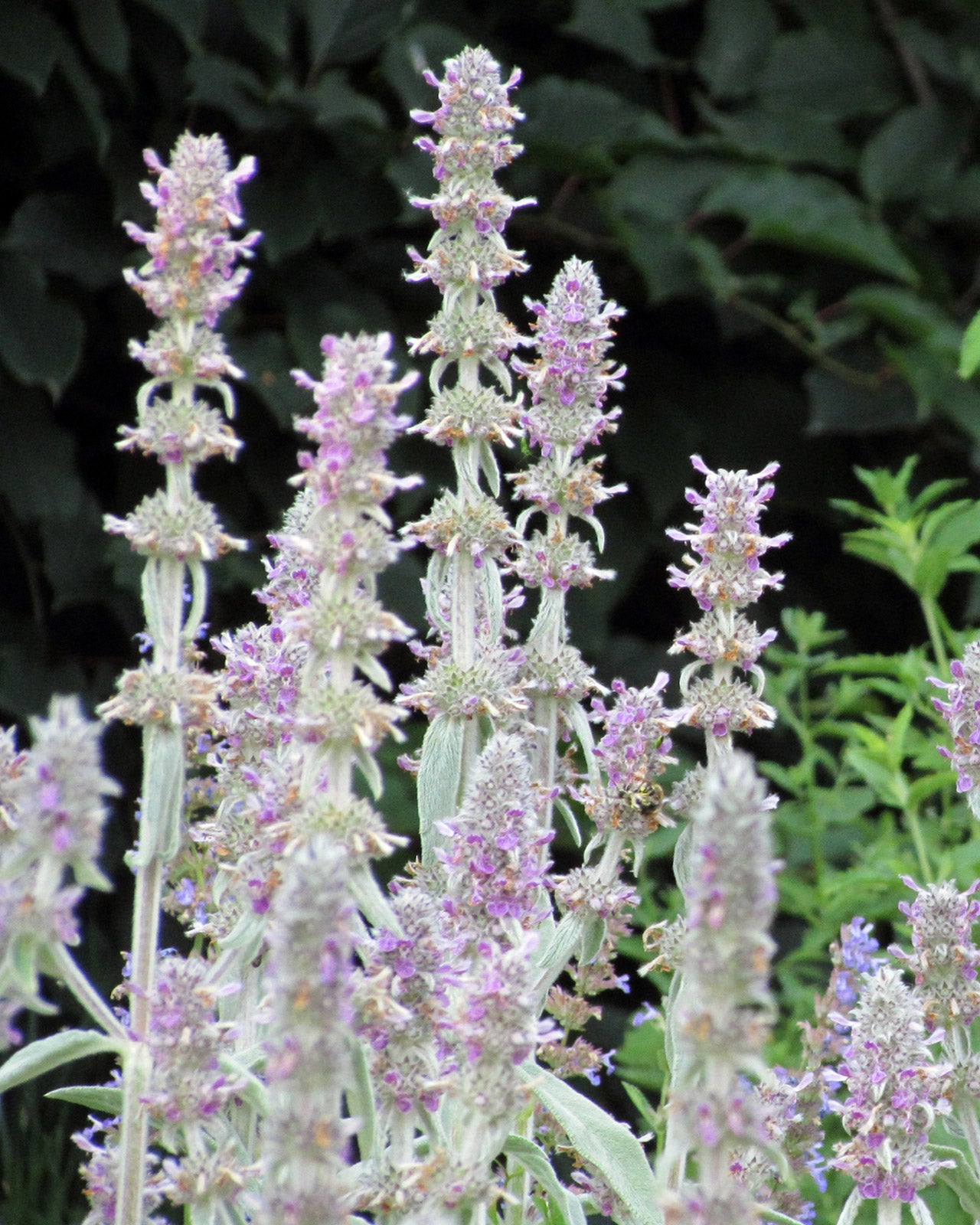 Stachys byzantina &