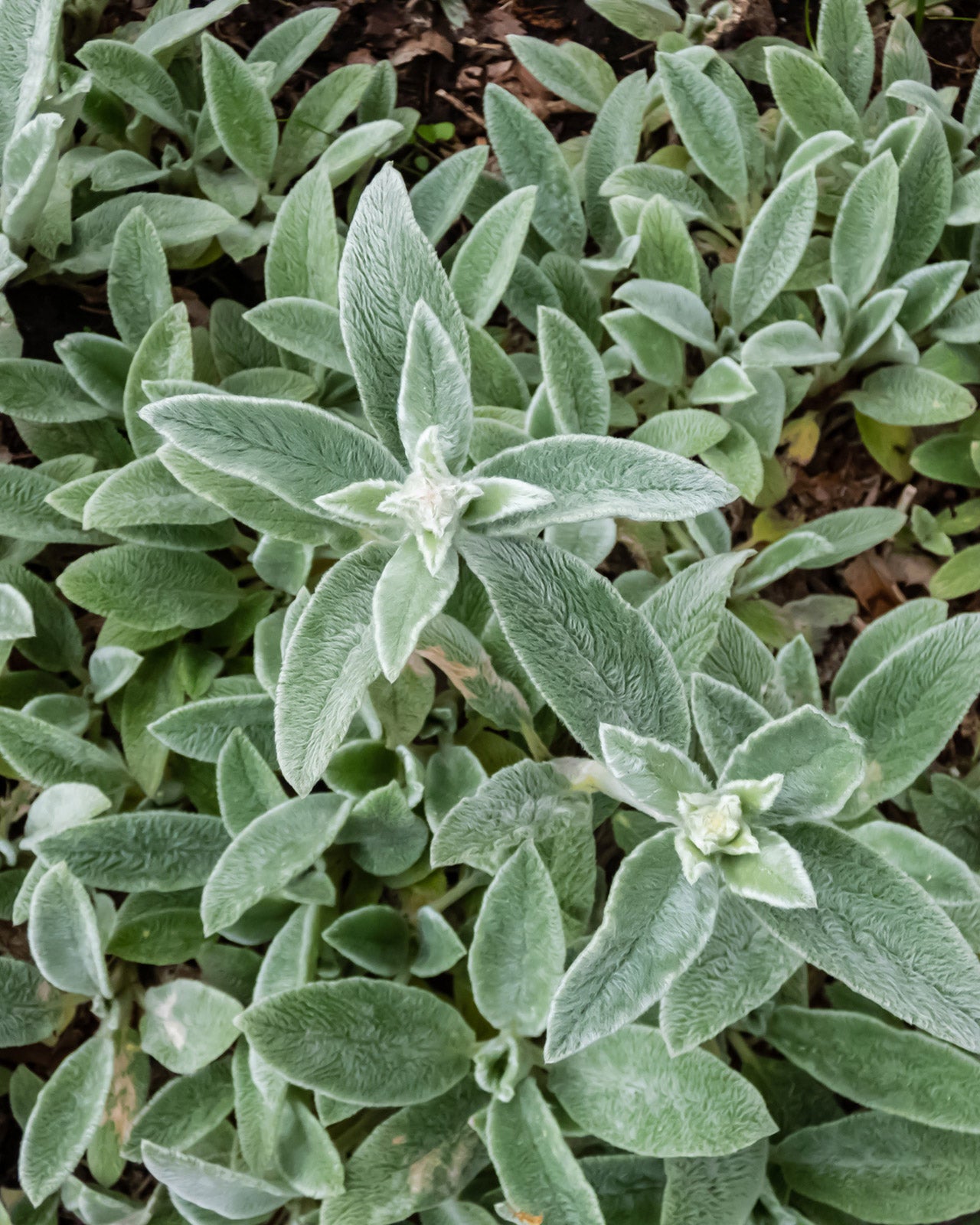 Stachys byzantina &