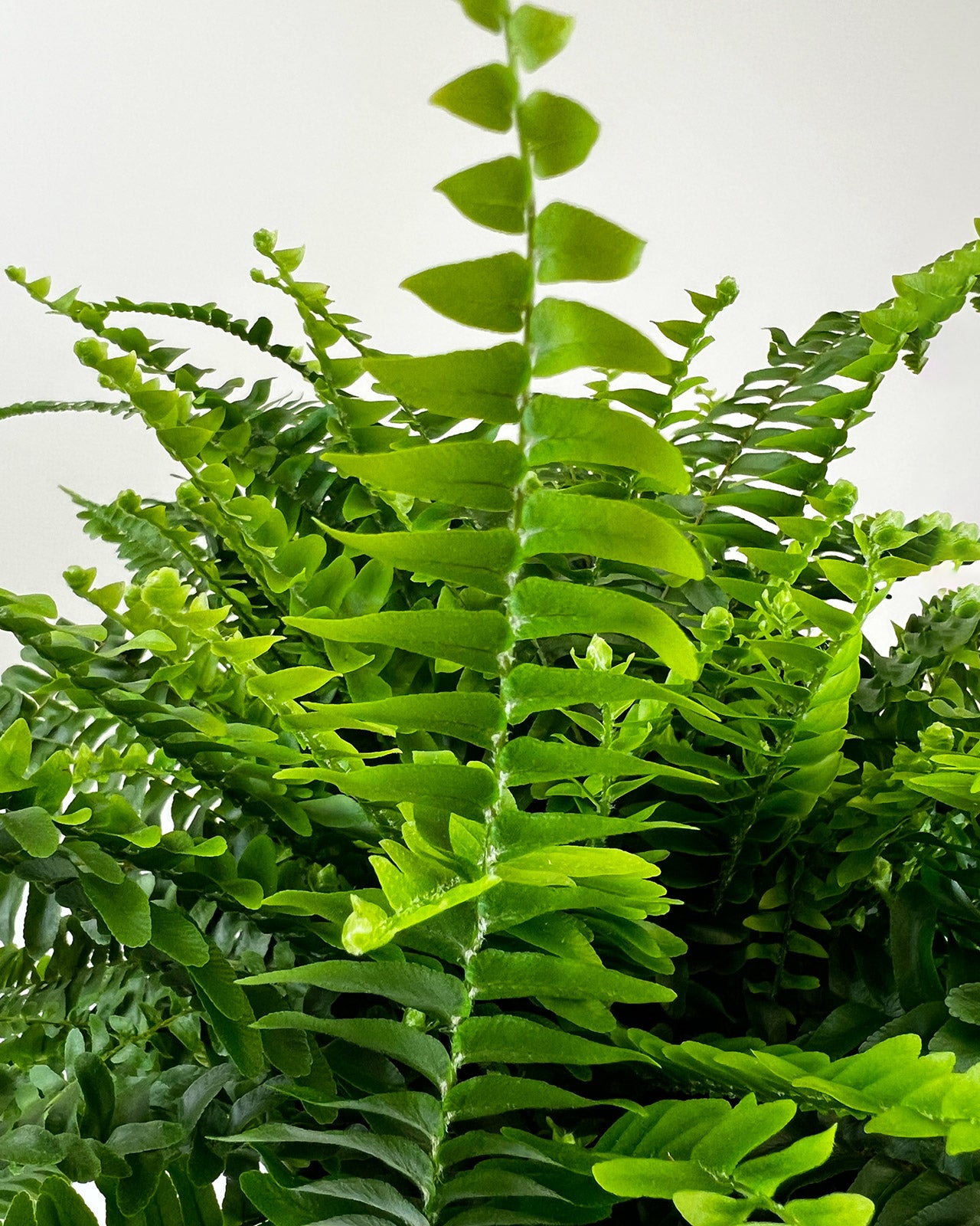 Nephrolepis exaltata &