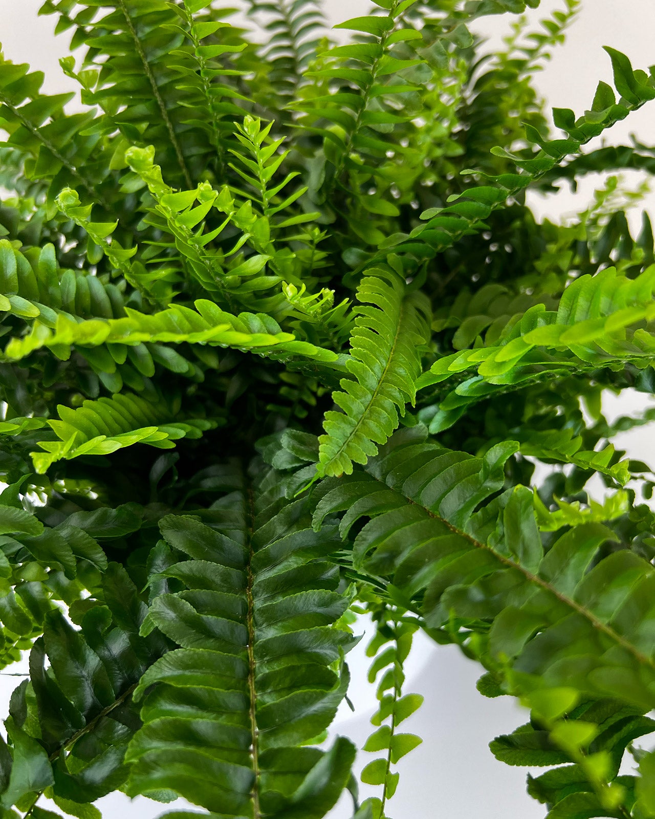 Nephrolepis exaltata &