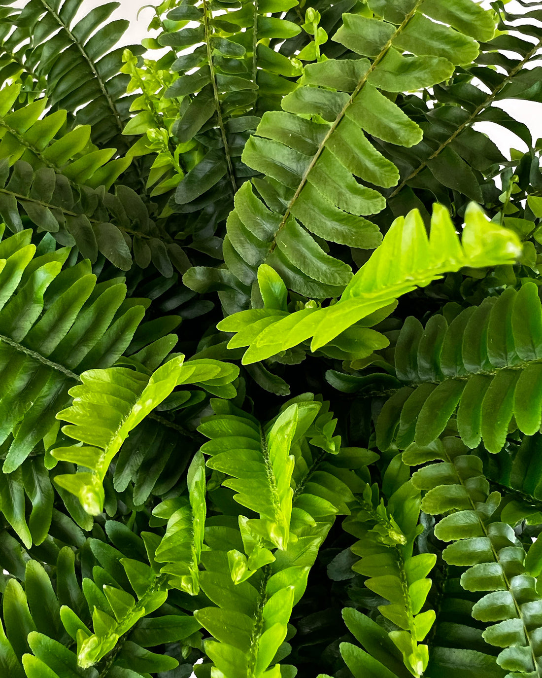 Nephrolepis exaltata &