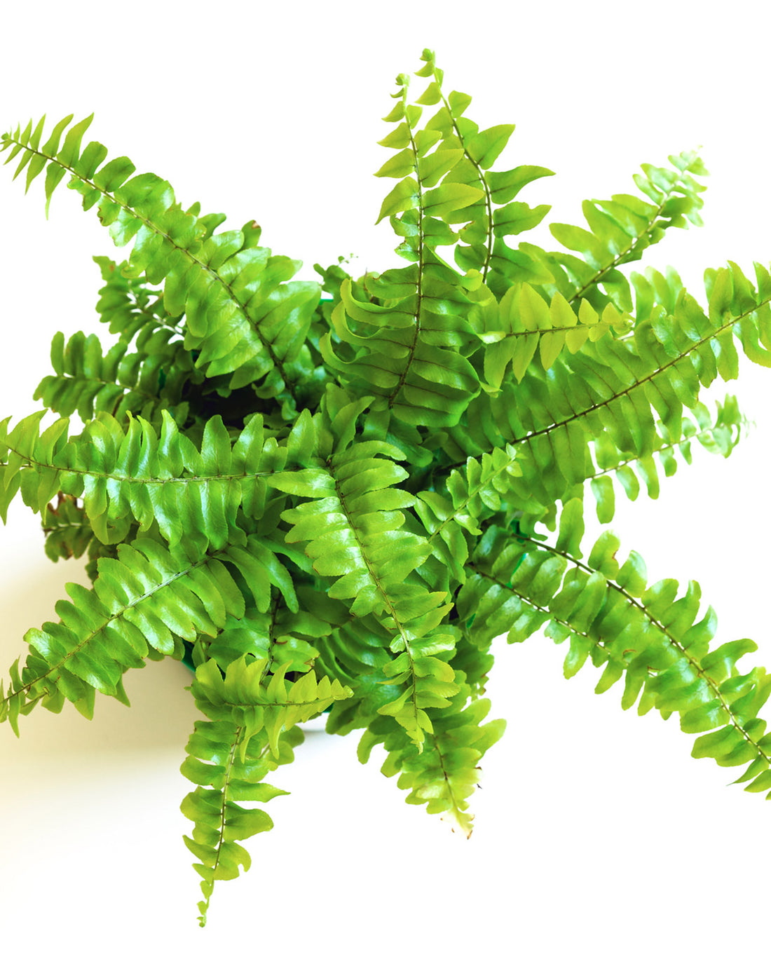 Starter Fern