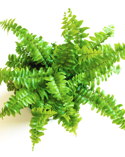 Starter Fern