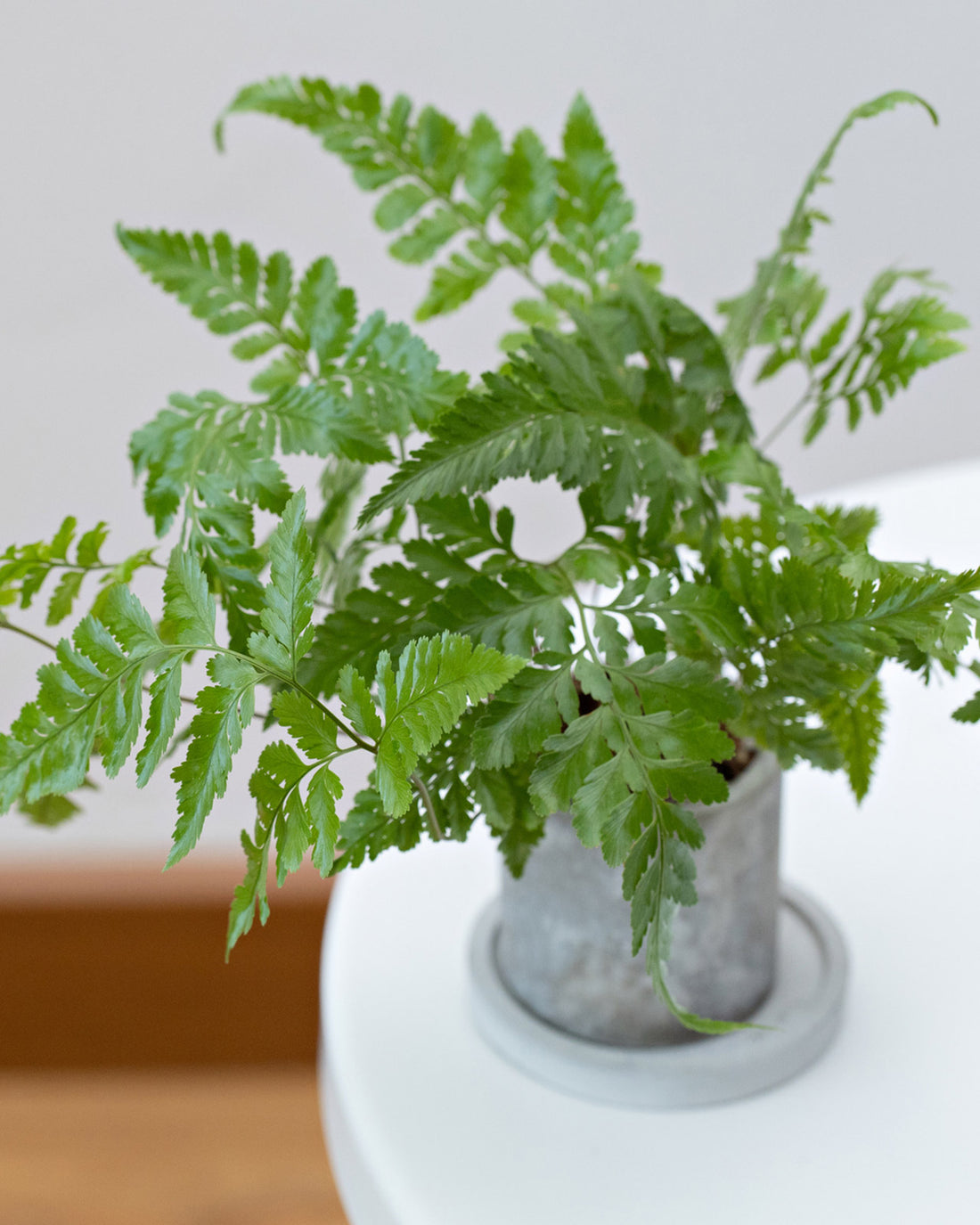 Starter Fern