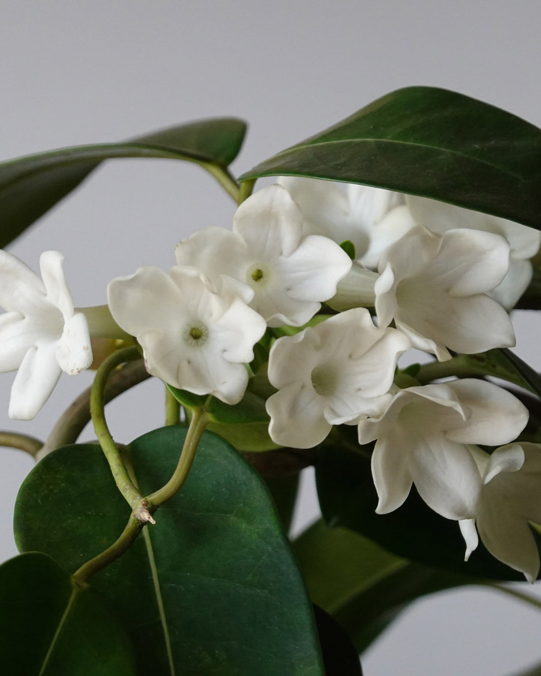 Stephanotis floribunda