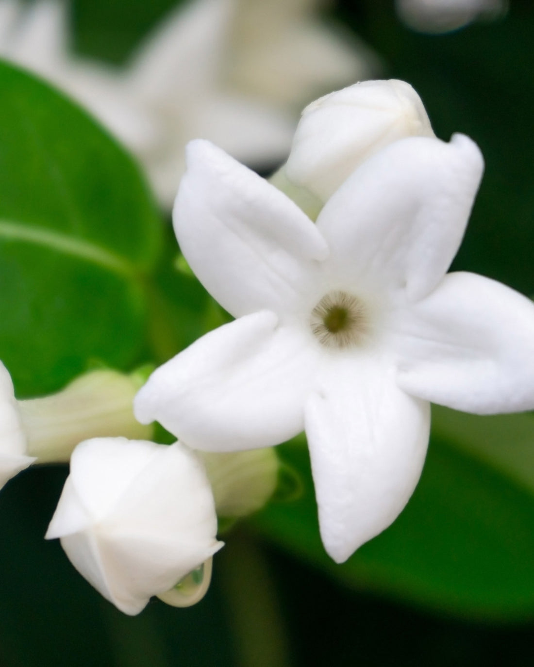 Stephanotis floribunda