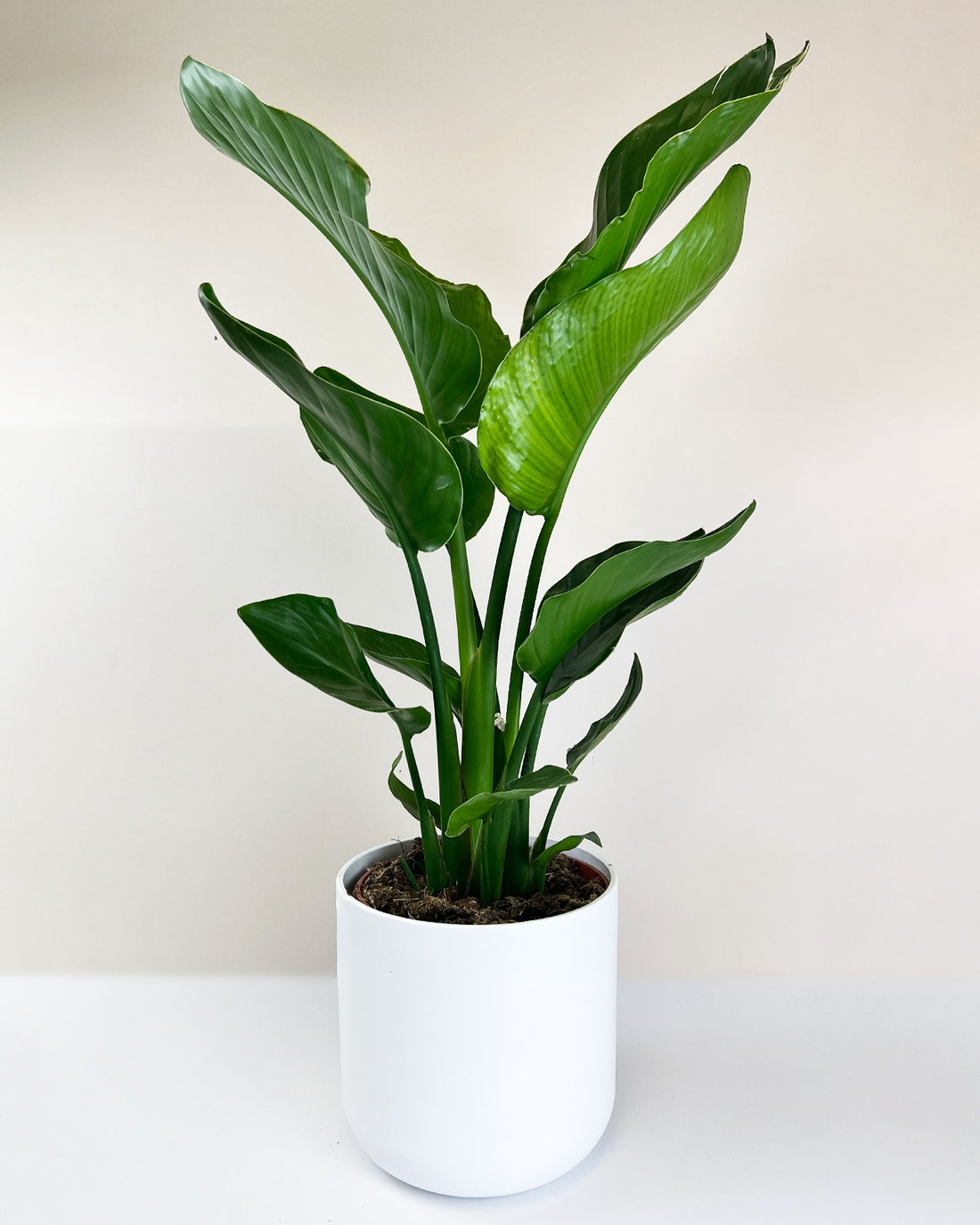 Strelitzia nicolai
