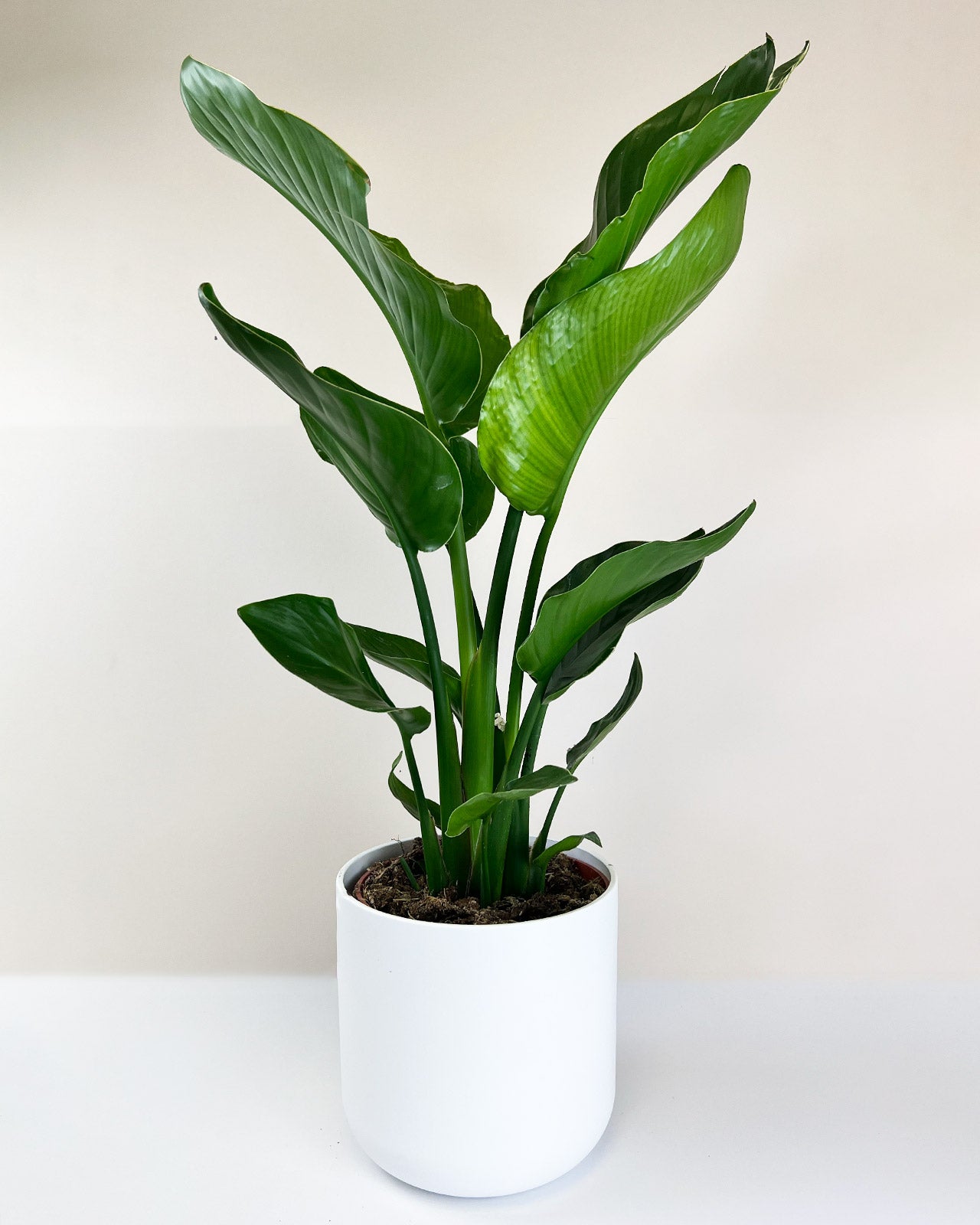 Strelitzia nicolai