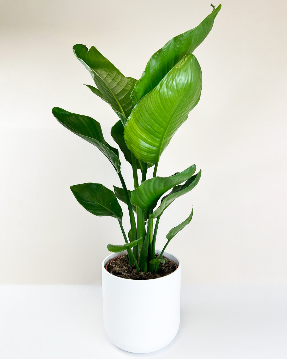 Strelitzia nicolai