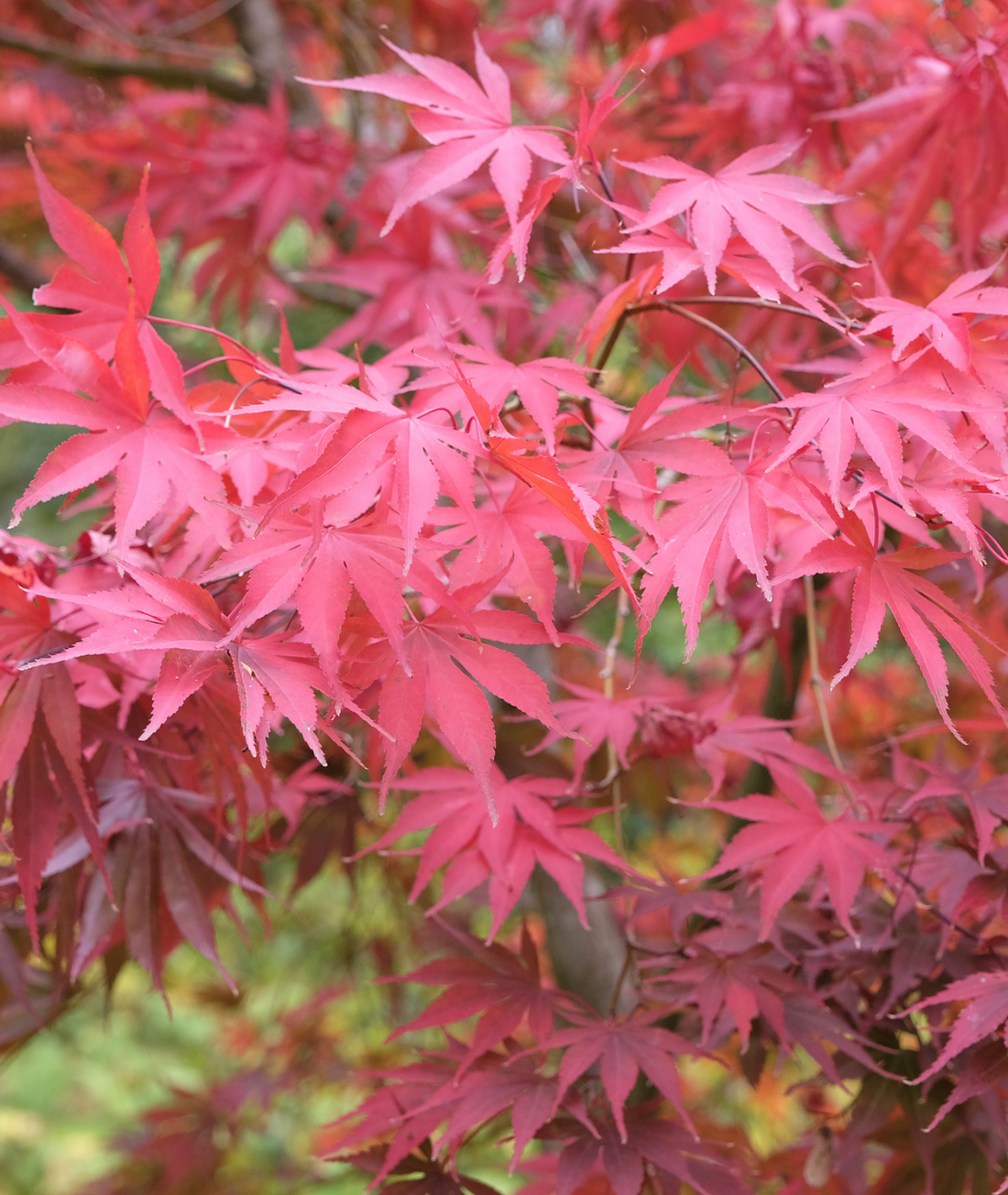 Acer palmatum &