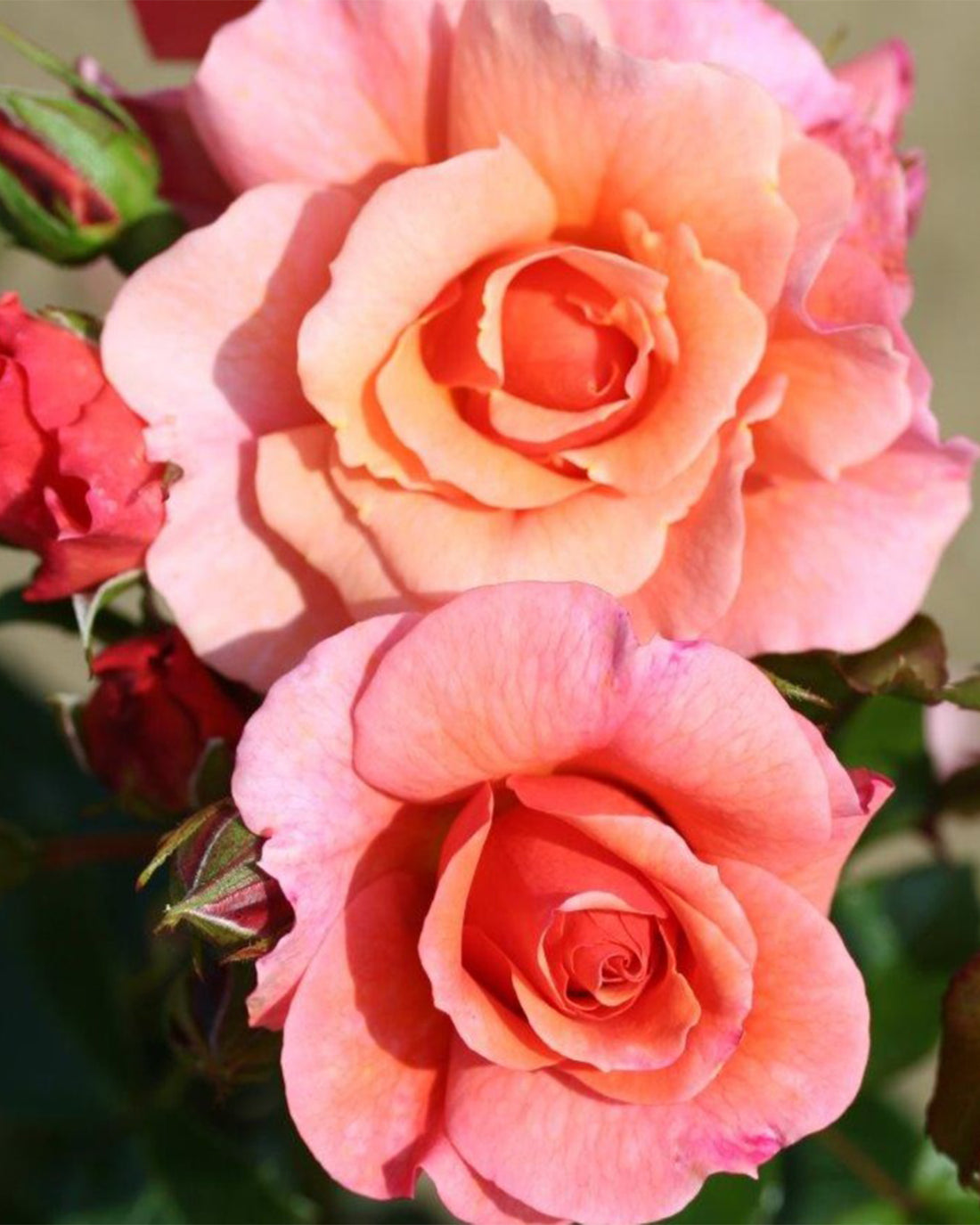 Rosa &