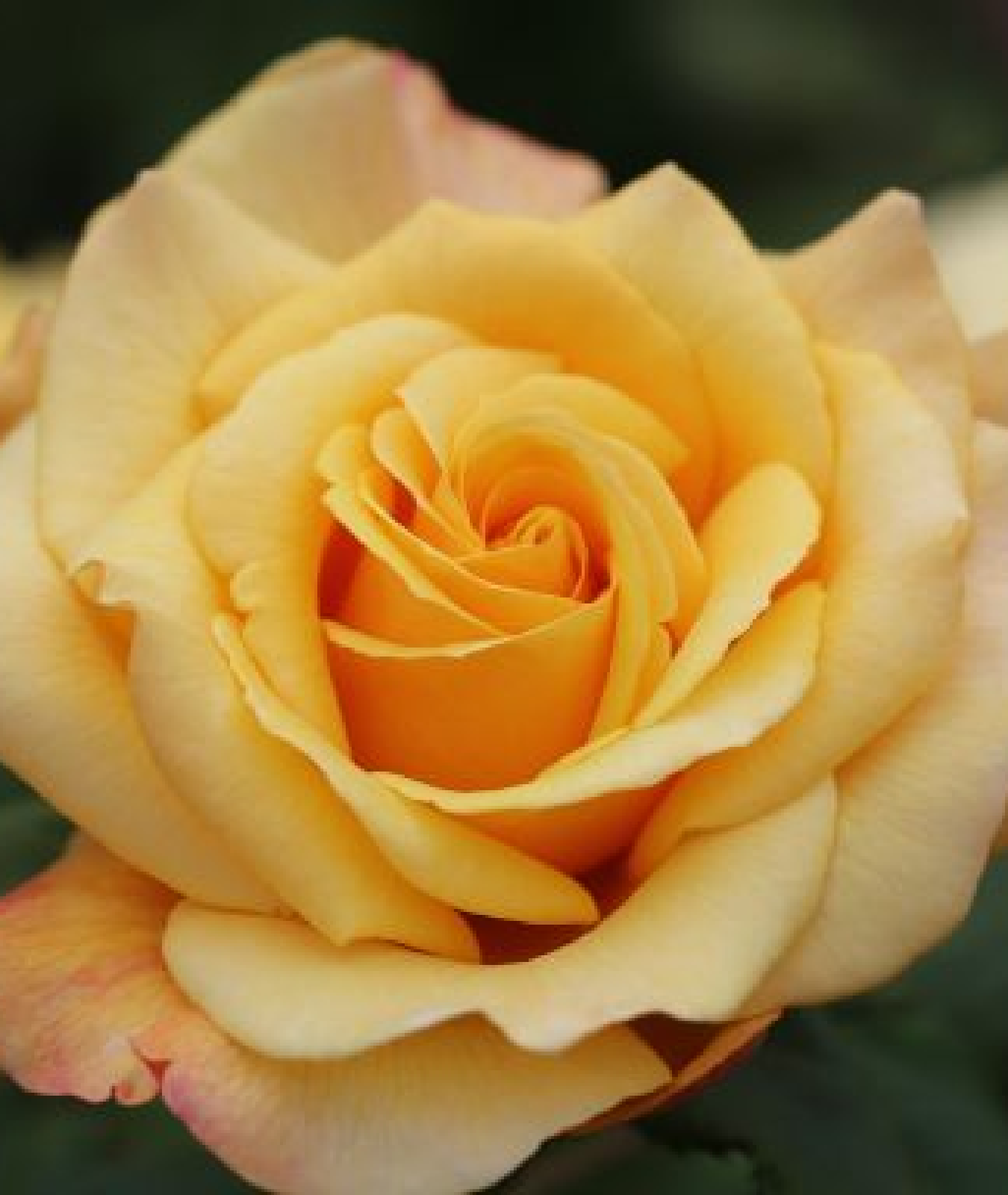Rosa &