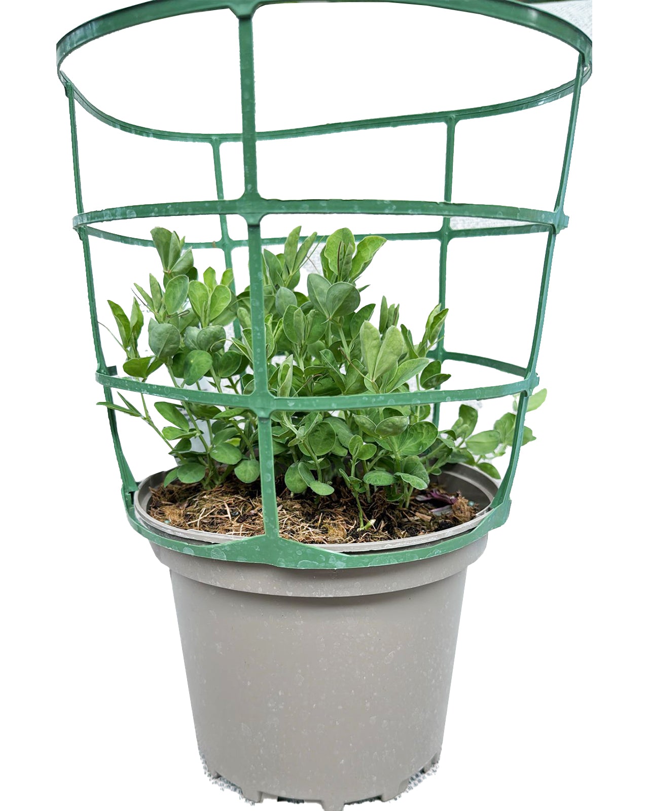 Lathyrus odoratus