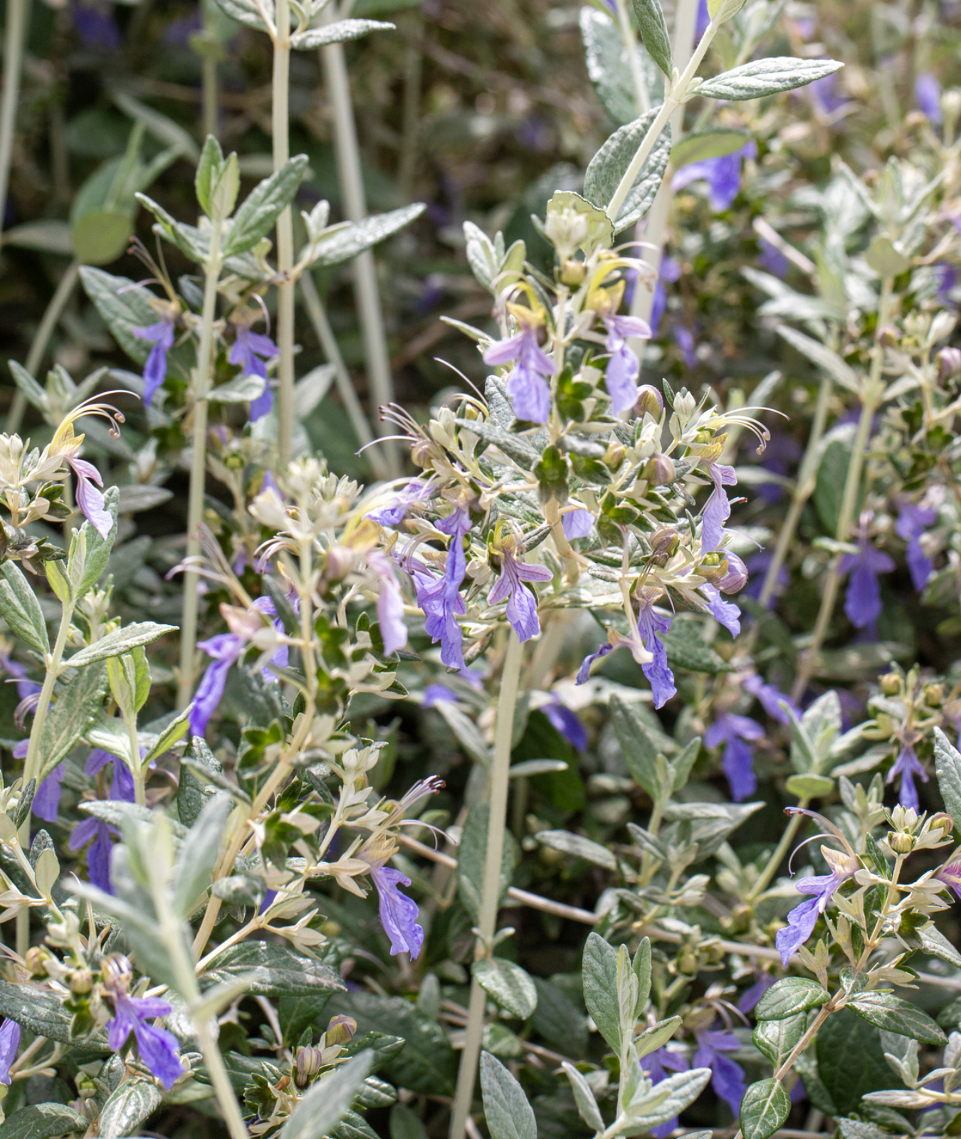 Teucrium fruticans