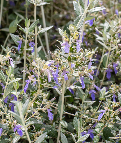 Teucrium fruticans