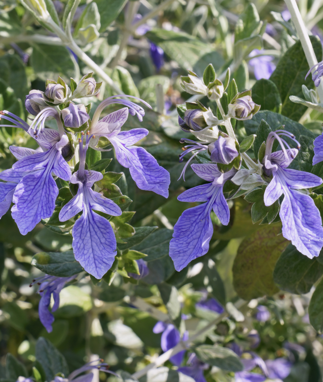 Teucrium fruticans