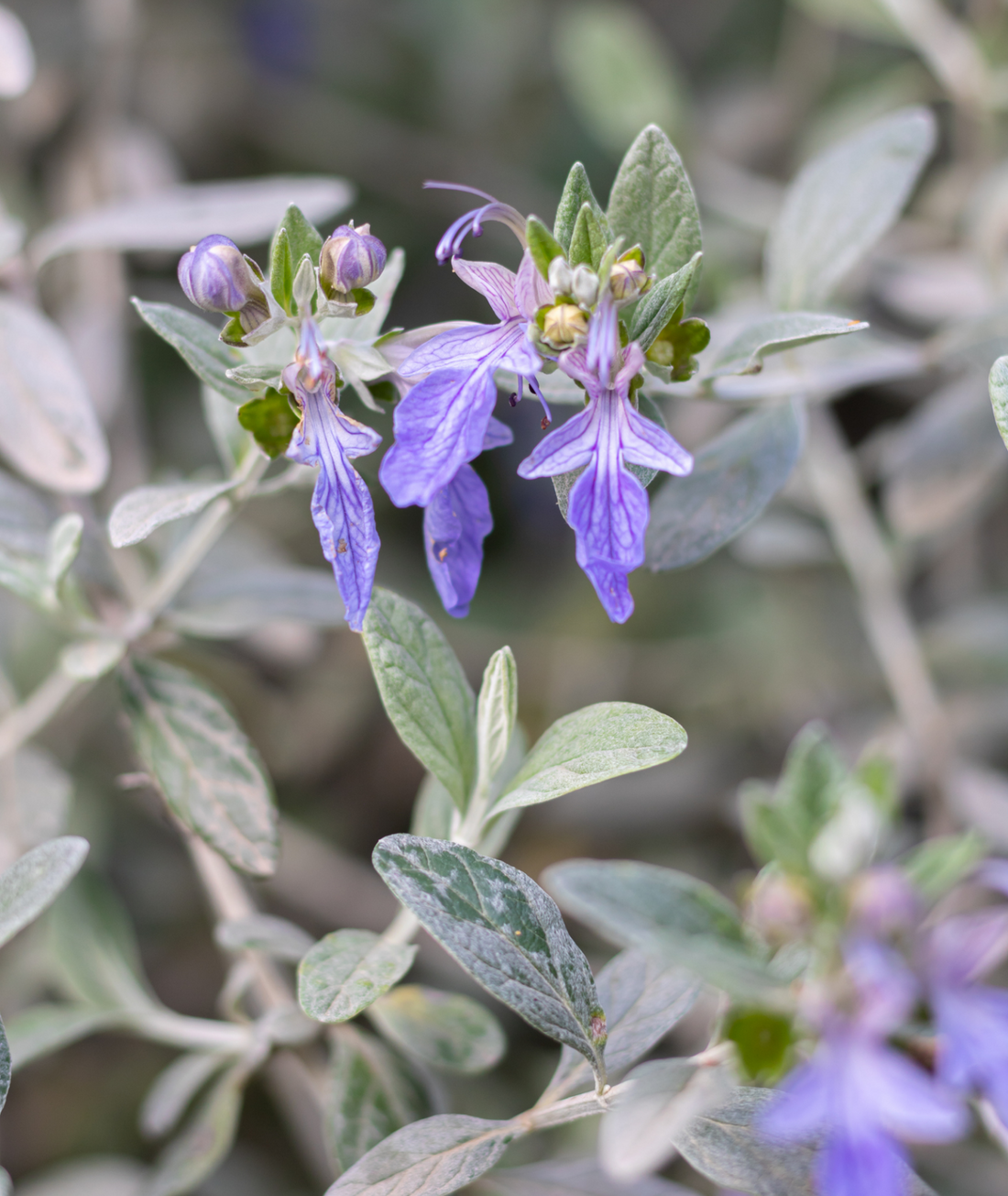 Teucrium fruticans