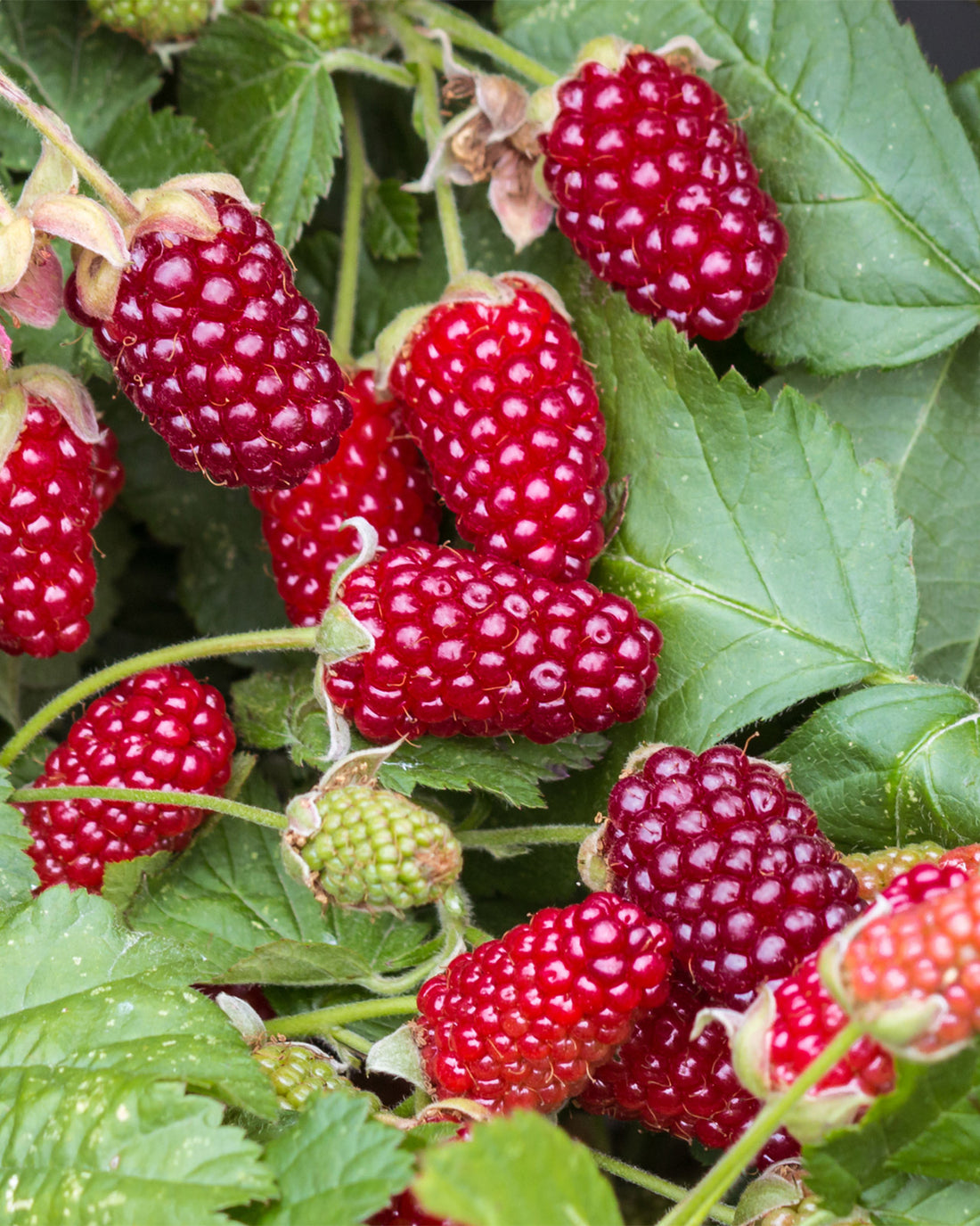 Tayberry &