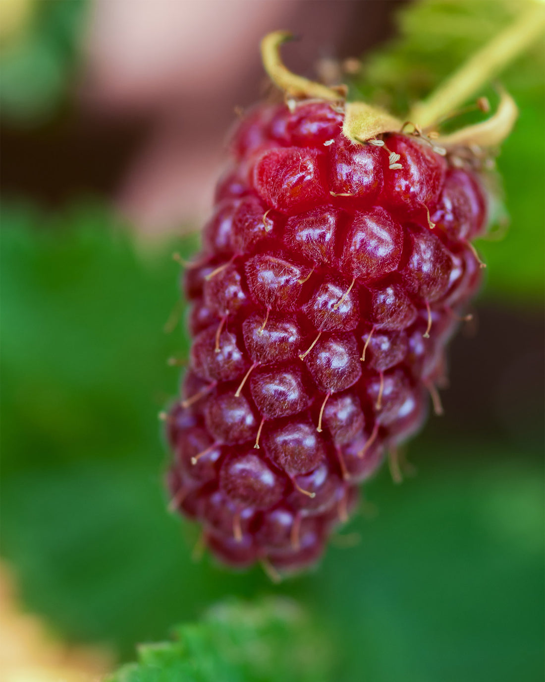 Tayberry &